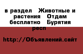  в раздел : Животные и растения » Отдам бесплатно . Бурятия респ.